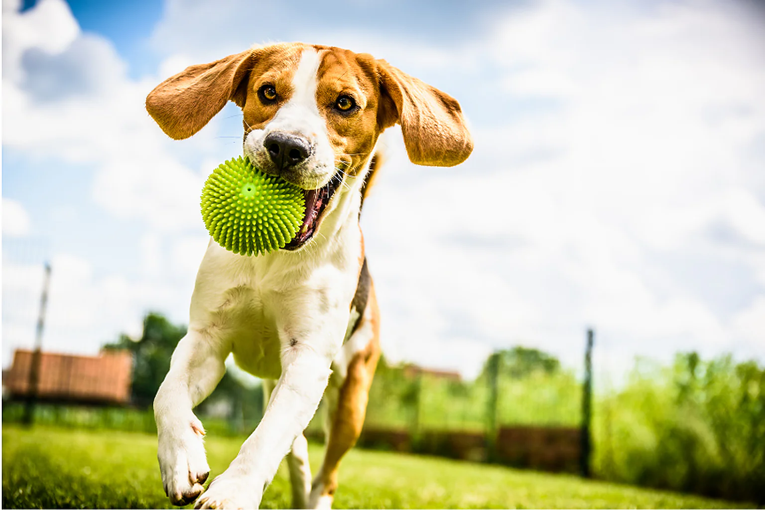 A puppy playing with a green ball at a dog run